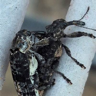 Isacantha dermestiventris (Belid weevil) at Bungendore, NSW - 20 Dec 2024 by clarehoneydove