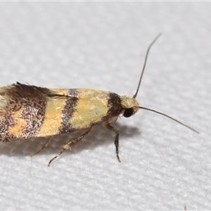 Psaroxantha calligenes at Jerrabomberra, NSW - suppressed