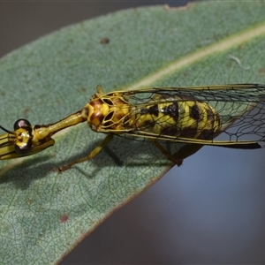 Spaminta minjerribae at Jerrabomberra, NSW - 19 Dec 2024 10:48 AM