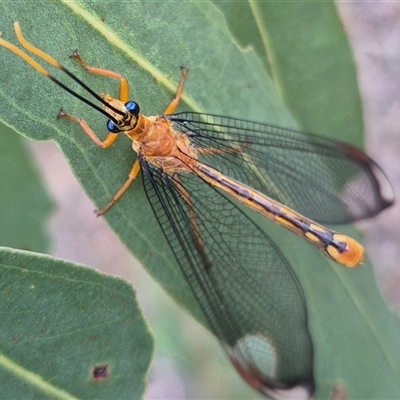 Nymphes myrmeleonoides (Blue eyes lacewing) at Bungendore, NSW - 20 Dec 2024 by clarehoneydove