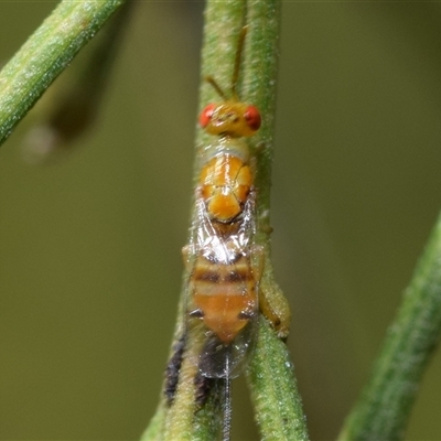 Megastigmus sp. (genus) (Parasitic wasp) at Karabar, NSW - 19 Dec 2024 by DianneClarke