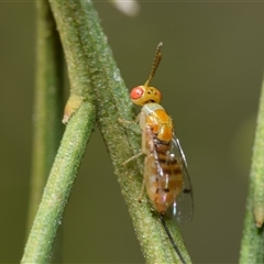 Unidentified at suppressed - 19 Dec 2024