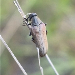 Trigonodera sp. (genus) (Wedge-shaped beetle) at Bungendore, NSW - 20 Dec 2024 by clarehoneydove