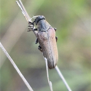 Trigonodera sp. (genus) at Bungendore, NSW - 20 Dec 2024