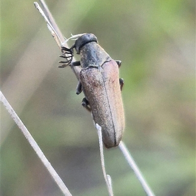 Trigonodera sp. (genus) (Wedge-shaped beetle) at Bungendore, NSW - 20 Dec 2024 by clarehoneydove