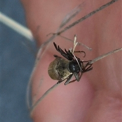 Trigonodera sp. (genus) at Bungendore, NSW - 20 Dec 2024