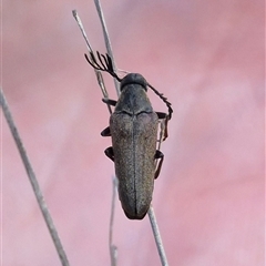 Trigonodera sp. (genus) at Bungendore, NSW - 20 Dec 2024