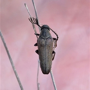 Trigonodera sp. (genus) at Bungendore, NSW - 20 Dec 2024