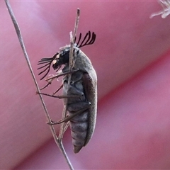 Trigonodera sp. (genus) at Bungendore, NSW - 20 Dec 2024