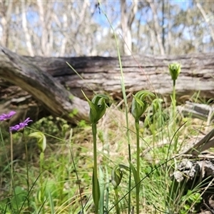 Pterostylis monticola at Mount Clear, ACT - 20 Dec 2024