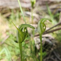 Pterostylis monticola at Mount Clear, ACT - 20 Dec 2024