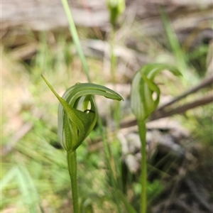 Pterostylis monticola at Mount Clear, ACT - 20 Dec 2024