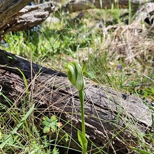 Pterostylis monticola at Mount Clear, ACT - 20 Dec 2024