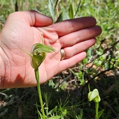 Pterostylis monticola (Large Mountain Greenhood) at Mount Clear, ACT - 19 Dec 2024 by BethanyDunne