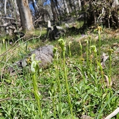 Pterostylis monticola at Mount Clear, ACT - suppressed