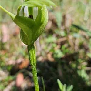 Pterostylis monticola at Mount Clear, ACT - suppressed