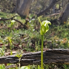 Pterostylis monticola at Mount Clear, ACT - suppressed