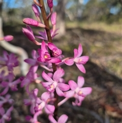 Dipodium roseum (Rosy Hyacinth Orchid) at Bungendore, NSW - 20 Dec 2024 by clarehoneydove