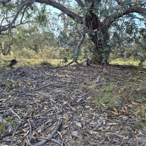 Dipodium roseum at Bungendore, NSW - suppressed