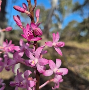 Dipodium roseum at Bungendore, NSW - 20 Dec 2024