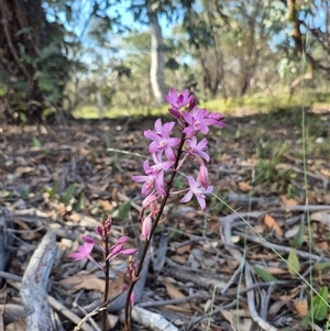 Dipodium roseum at Bungendore, NSW - 20 Dec 2024