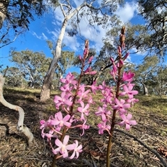 Dipodium roseum at Bungendore, NSW - 20 Dec 2024