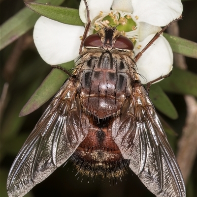 Rutilia (Rutilia) setosa (A bristle fly) at Melba, ACT - 19 Dec 2024 by kasiaaus