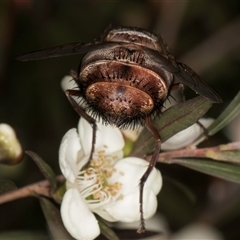 Rutilia (Rutilia) setosa at Melba, ACT - 19 Dec 2024