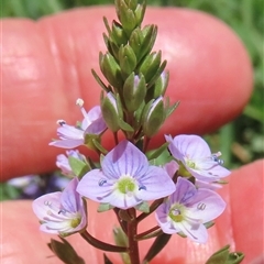 Veronica anagallis-aquatica (Blue Water Speedwell) at Macnamara, ACT - 19 Dec 2024 by RobParnell