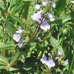 Veronica anagallis-aquatica at Macnamara, ACT - 19 Dec 2024 12:13 PM