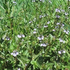 Veronica anagallis-aquatica at Macnamara, ACT - 19 Dec 2024