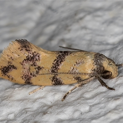 Psaroxantha undescribed species (A concealer moth (Wingia group)) at Melba, ACT - 19 Dec 2024 by kasiaaus