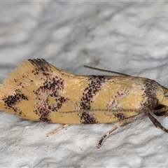 Psaroxantha undescribed species at Melba, ACT - 19 Dec 2024