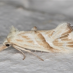 Heliocosma argyroleuca (A tortrix or leafroller moth) at Melba, ACT - 19 Dec 2024 by kasiaaus