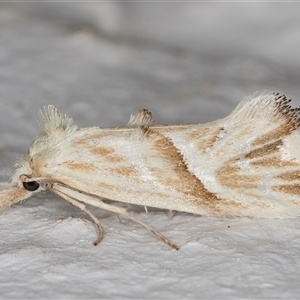 Heliocosma argyroleuca at Melba, ACT - 19 Dec 2024