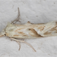 Heliocosma argyroleuca at Melba, ACT - 19 Dec 2024