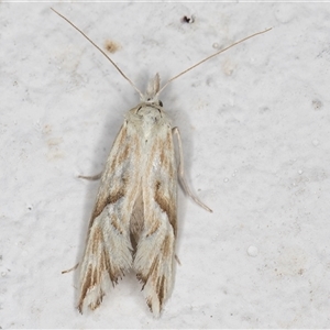 Heliocosma argyroleuca at Melba, ACT - 19 Dec 2024 09:51 PM