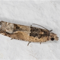 Crocidosema plebejana (Cotton Tipworm Moth) at Melba, ACT - 19 Dec 2024 by kasiaaus