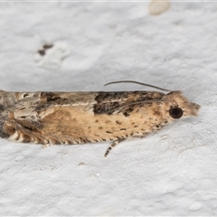 Crocidosema plebejana at Melba, ACT - 19 Dec 2024 09:53 PM