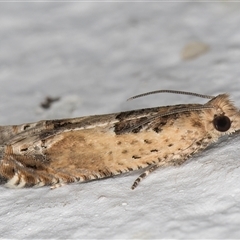 Crocidosema plebejana at Melba, ACT - 19 Dec 2024 09:53 PM