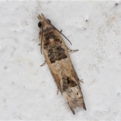 Crocidosema plebejana at Melba, ACT - 19 Dec 2024 09:53 PM