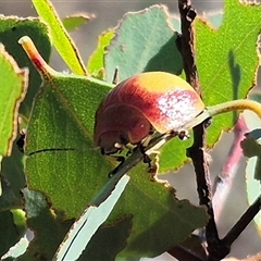 Paropsisterna pictipes (Eucalyptus leaf beetle) at Carwoola, NSW - 20 Dec 2024 by clarehoneydove