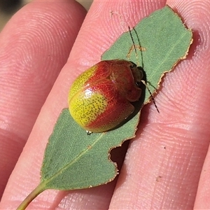 Paropsisterna pictipes at Carwoola, NSW - 20 Dec 2024