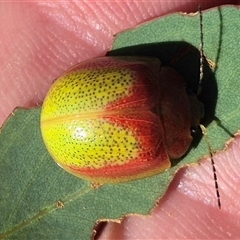 Paropsisterna pictipes at Carwoola, NSW - 20 Dec 2024