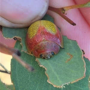 Paropsisterna pictipes at Carwoola, NSW - 20 Dec 2024