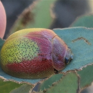 Paropsisterna pictipes at Carwoola, NSW - 20 Dec 2024