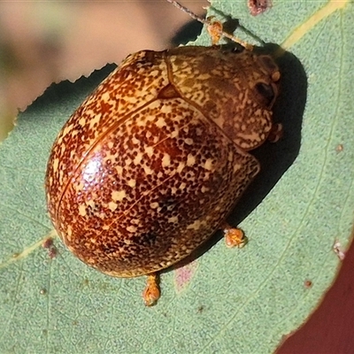 Paropsis variolosa (Variolosa leaf beetle) at Carwoola, NSW - 20 Dec 2024 by clarehoneydove