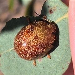 Paropsis variolosa at Carwoola, NSW - 20 Dec 2024 05:36 PM