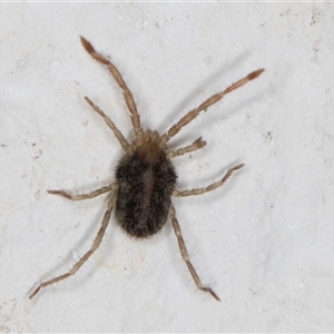 Erythraeidae (family) at Melba, ACT - 19 Dec 2024