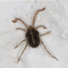 Erythraeidae (family) at Melba, ACT - 19 Dec 2024